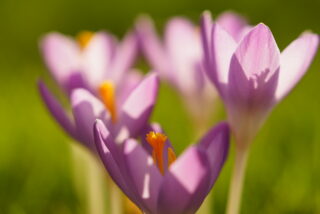 Krokusse im Fruehling