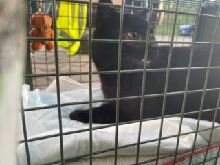 Kastrationspflicht Freigängerkatzen wird umgesetzt